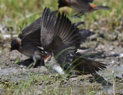 Petrochelidon pyrrhonota