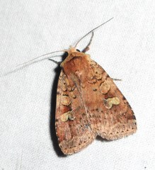 Diarsia jucunda