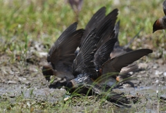 Petrochelidon pyrrhonota