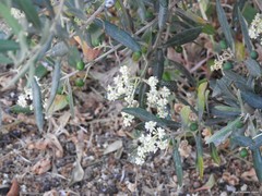 Olea europaea
