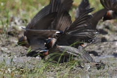 Petrochelidon pyrrhonota