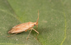 Miridius quadrivirgatus