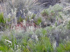 Macrochloa tenacissima