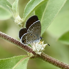 Hemiargus ceraunus filenus