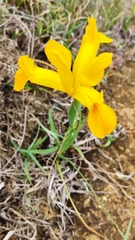 Iris xiphium lusitanica