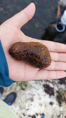 Holothuria cinerascens