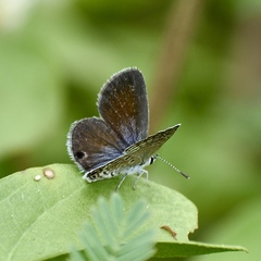 Hemiargus ceraunus filenus