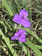 Tradescantia bracteata