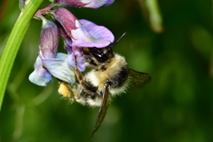 Bombus sylvarum