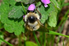 Bombus sylvarum