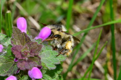 Bombus sylvarum