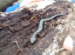 Plethodon hubrichti