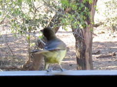 Chlorocichla flaviventris flaviventris