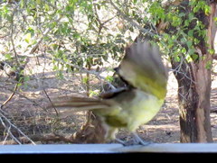 Chlorocichla flaviventris flaviventris