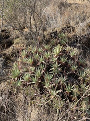 Dudleya virens hassei