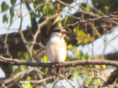 Halcyon chelicuti chelicuti