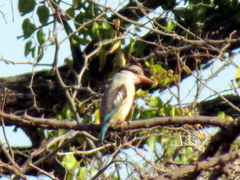 Halcyon chelicuti chelicuti