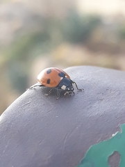 Coccinella algerica
