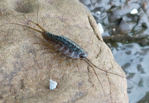 Wharf Louse, photo 7 of 7