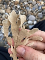 Flustra
