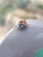 Coccinella algerica