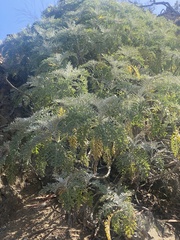 Constancea nevinii