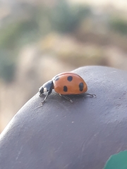 Coccinella algerica
