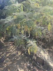 Constancea nevinii