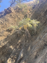 Constancea nevinii