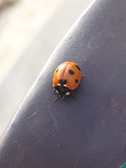 Coccinella algerica