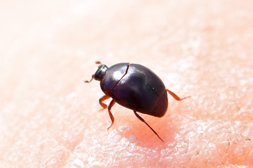 Myrmetes paykulli