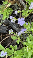 Ageratum maritimum