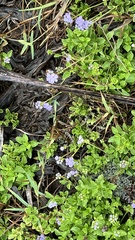 Ageratum maritimum