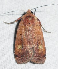 Diarsia jucunda