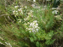 Galium octonarium