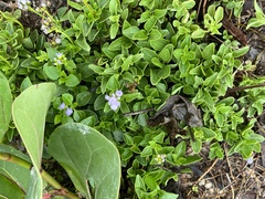 Ageratum maritimum