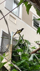 Cyanocorax chrysops