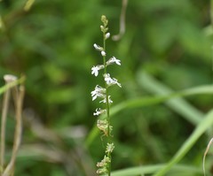 Lobelia appendiculata