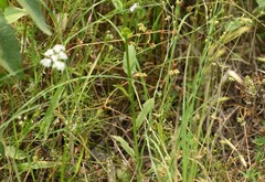 Lobelia appendiculata