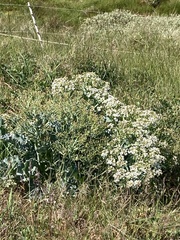 Crambe
