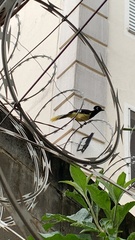 Cyanocorax chrysops