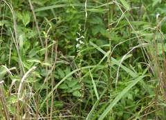 Lobelia appendiculata