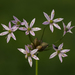 Allium canadense - Photo (c) aarongunnar, algunos derechos reservados (CC BY)
