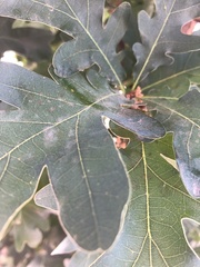 Quercus lobata