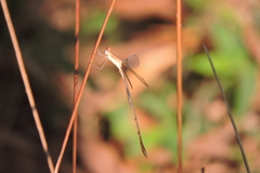 Lestes viridulus