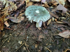 Virescentinae
