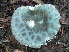Virescentinae