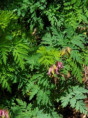 Dicentra eximia