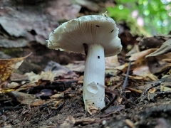 Virescentinae