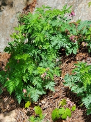 Dicentra eximia